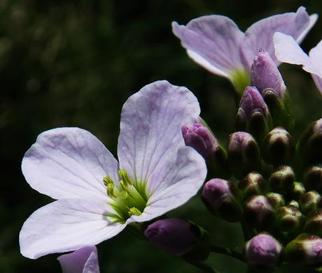 Cardamine des prés (Cardamine pratensis)