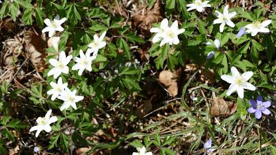 Fleurs des Alpes: la gentiane nouvelle est arrivée! Impressions photographiques. Fleurs des Alpes: la gentiane nouvelle est arrivée! Impressions photographiques.