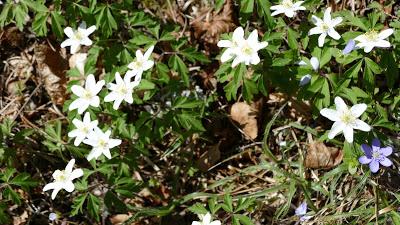 Fleurs des Alpes: la gentiane nouvelle est arrivée! Impressions photographiques.