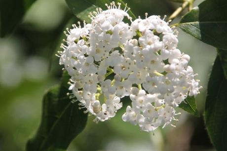 6 viburnum tinus veneux 8 avril 2017 006.jpg