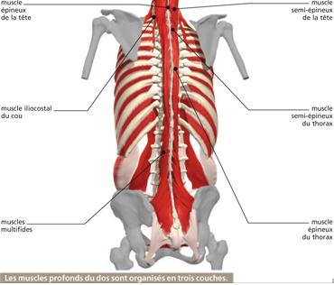 mal de dos musculaire mal de dos musculaire