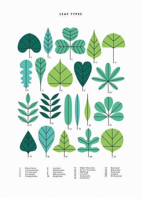 Simple natural illustrations by Sarah Abbott