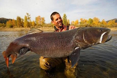 Les plus gros poissons d eau douce du monde