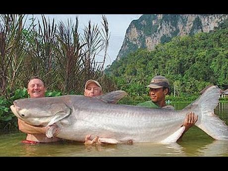 Les plus gros poissons d eau douce du monde