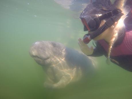 #265 : Bon plan voyage / Nager avec des lamantins sauvages en Floride ! plantation on crystal river
