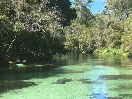 #265 : Bon plan voyage / Nager avec des lamantins sauvages en Floride ! weeki wachee