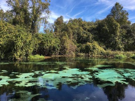 #265 : Bon plan voyage / Nager avec des lamantins sauvages en Floride ! weeki wachee