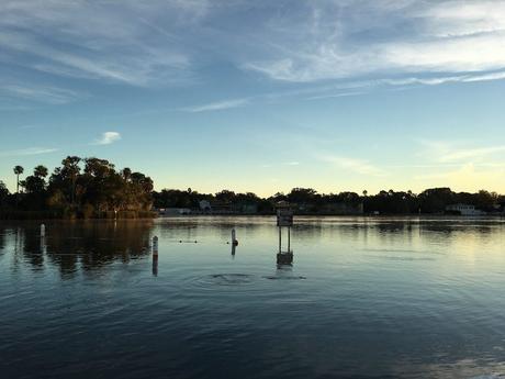 #265 : Bon plan voyage / Nager avec des lamantins sauvages en Floride ! plantation on crystal river