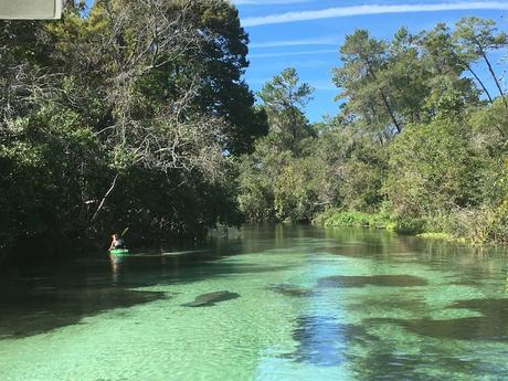 #265 : Bon plan voyage / Nager avec des lamantins sauvages en Floride ! weeki wachee