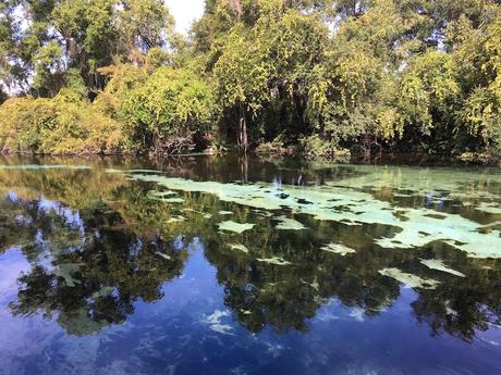 #265 : Bon plan voyage / Nager avec des lamantins sauvages en Floride ! weeki wachee