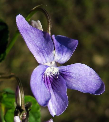 Violette de Rivin (Viola riviniana)