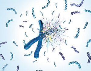 CANNABIS : DOMMAGES CONGENITAUX A L’ADN ET DANGER POUR LES GENERATIONS FUTURES ? Cannabis chromothripsis