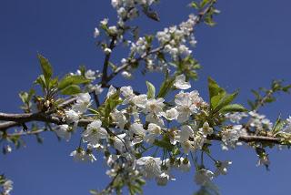Cerisier en Fleur