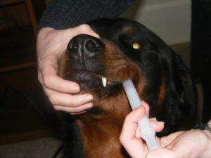 Comment faire vomir mon chien ou chat en situation d’urgence? Comment faire vomir mon chien ou chat en situation d’urgence?