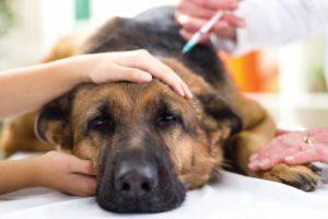 Comment faire vomir mon chien ou chat en situation d’urgence? Comment faire vomir mon chien ou chat en situation d’urgence?