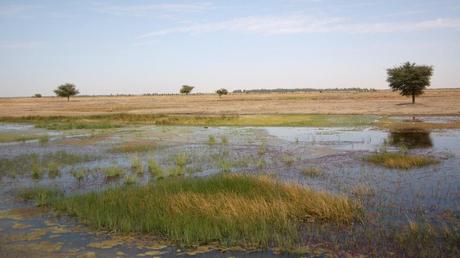 Mali : le CICR aide les pisciculteurs à relancer la pêche dans la région de Tombouctou