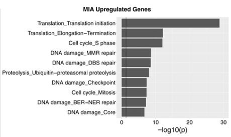 GROSSESSE : Les infections chez la mère entravent le développement cérébral du bébé – Molecular Psychiatry GROSSESSE : Les infections chez la mère entravent le développement cérébral du bébé – Molecular Psychiatry