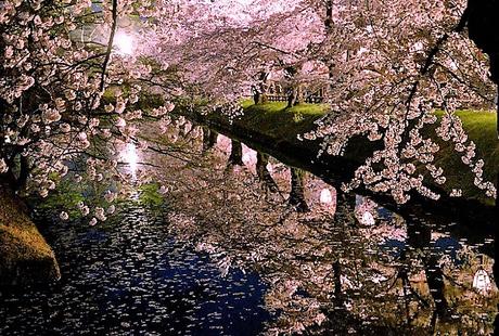 Sous les cerisiers en fleurs du Japon – Le hanami