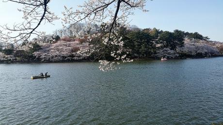 Sous les cerisiers en fleurs du Japon – Le hanami