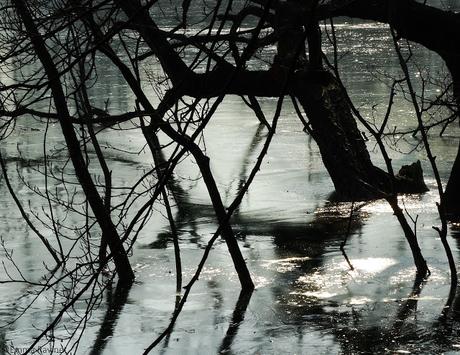 Matin d'hiver au Parc de la Tête d'Or