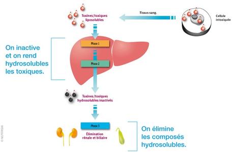 CURE DETOX : Un régime de perte de poids et detox à la fois – International Journal of Environmental Research CURE DETOX : Un régime de perte de poids et detox à la fois – International Journal of Environmental Research