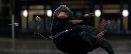 Ciné Club #38 : Les animaux fantastiques, Swiss Army Man et Don't breathe Ciné Club #38 : Les animaux fantastiques, Swiss Army Man et Don't breathe