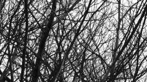 P1300425 P1300425