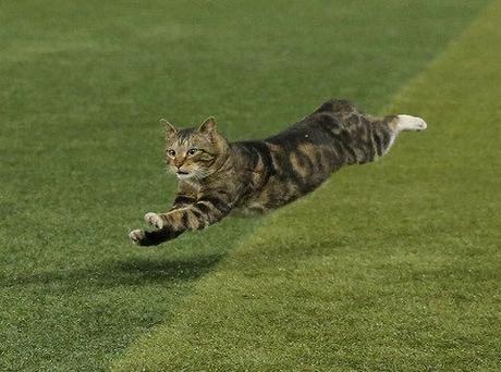 Lorsque des chats s'invitent sur les terrains (baseball & football) - videos