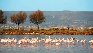 Roadbook : Une 4° visite du Languedoc Frontignan