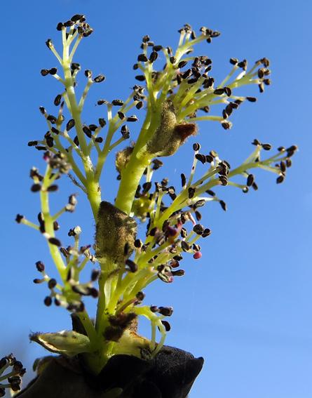 Frêne élevé (Fraxinus excelsior)
