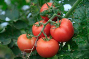 Combattre les radicaux libres avec les antioxydants des fruits et légumes bio Combattre les radicaux libres avec les antioxydants des fruits et légumes bio