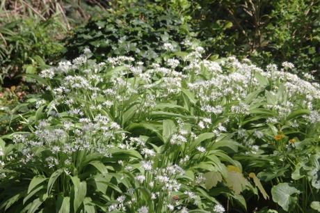 8 allium ursinum veneux 21 avril 2017 004.jpg