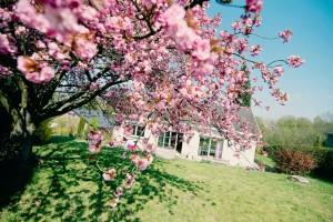 Notre cerisier pas en forme Notre jardin en rose - Cerisier du japon - 2015