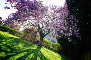 Notre cerisier pas en forme Notre jardin en rose - Cerisier du japon - 2016