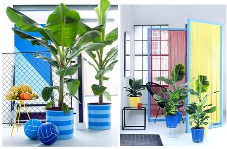 Le Bananier, la plante d'intérieur tendance Le Bananier, la plante d'intérieur tendance