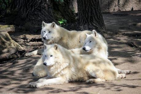 Zoo de Berlin loup blanc