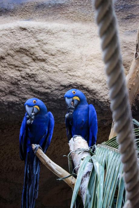 QUELQUES JOURS A BERLIN : QUE FAIRE ? Zoo de Berlin perroquet