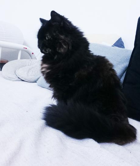 Petite Fluffy Petite Fluffy