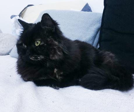 Petite Fluffy Petite Fluffy