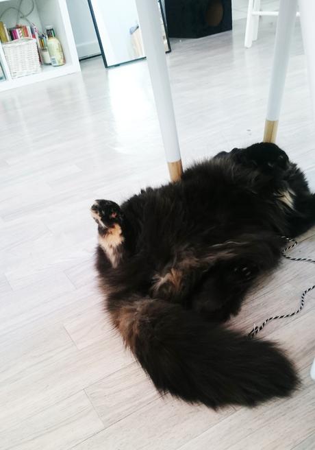 Petite Fluffy Petite Fluffy