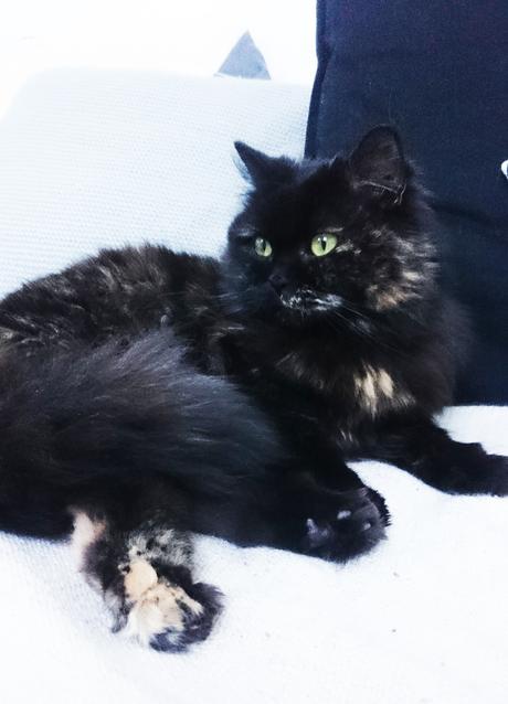 Petite Fluffy Petite Fluffy