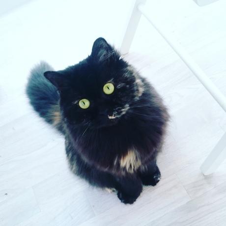 Petite Fluffy Petite Fluffy
