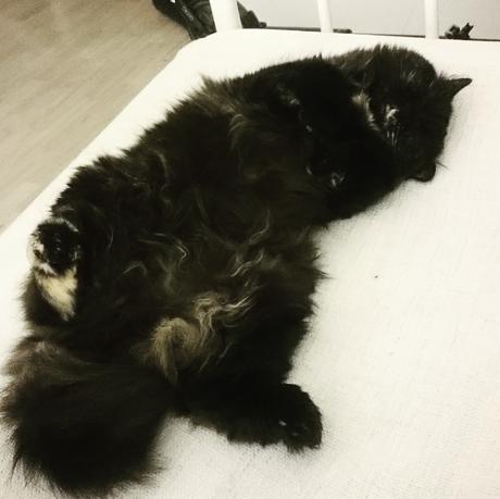 Petite Fluffy Petite Fluffy