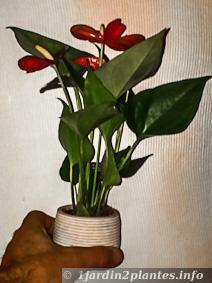 Une plante d'intérieur: l'anthurium (du blanc au rouge).