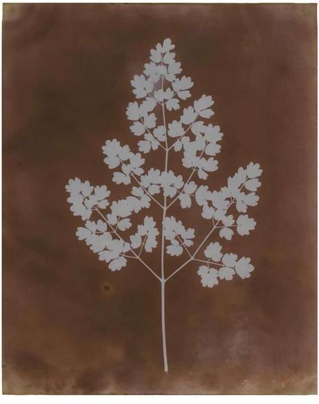 Robert Rauschenberg, vaporous fantasies william henry fox talbot, photogram