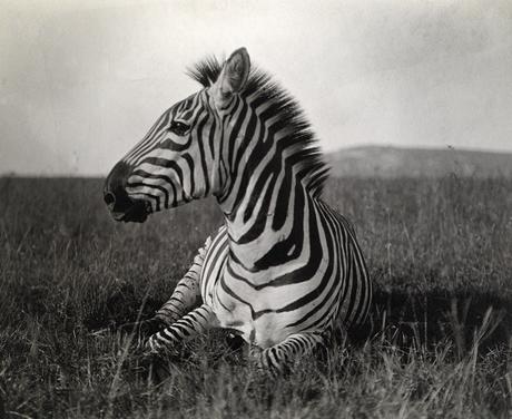Exposition photos 125ans © National Geographic_Carl E. Akeley
