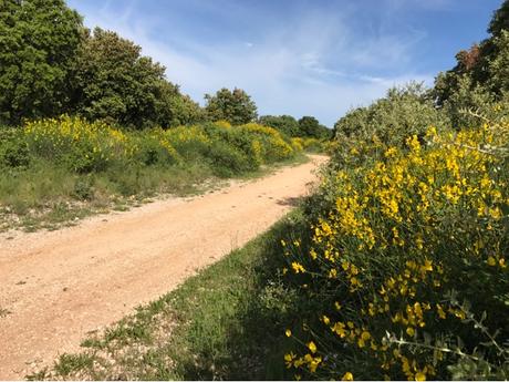 Des genêts en paix Des genêts en paix