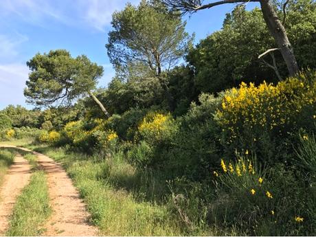 Des genêts en paix Des genêts en paix