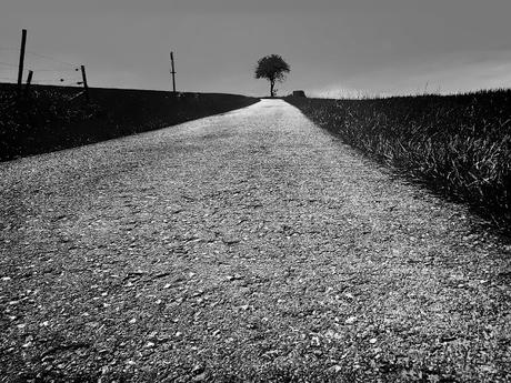 Black road and sole tree on earth