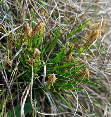 Laîche humble (Carex humilis)